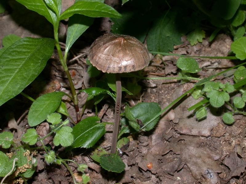 Non saprei...(Panaeolus sp.)